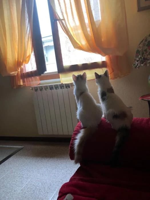 Due fratellini cercano casa, female Mixed Breed for adoption at Felini Felici