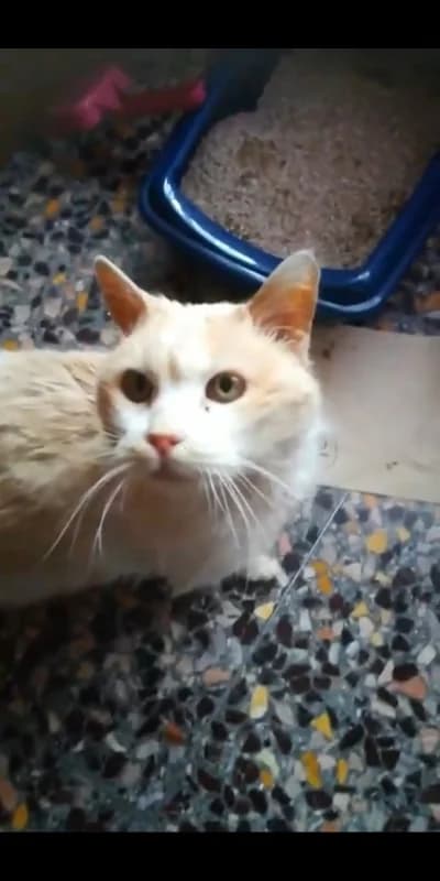 Gatta 6 anni cerca casa, female 6yo Mixed Breed for adoption at Felini Felici
