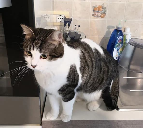 Splendida Gattina di 2 anni cerca casa, male young Mixed Breed for adoption at Felini Felici