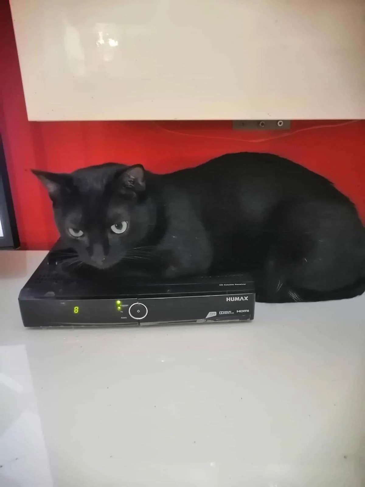 Splendido gatto di 2 anni cerca casa, male young Mixed Breed for adoption at Felini Felici