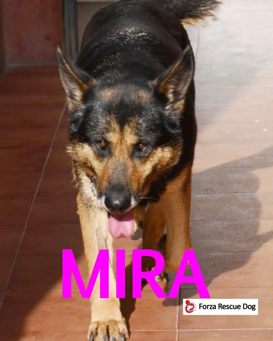 Amici in adozione – Mira, senior Mixed Breed for adoption at Forza RESCUE Dog