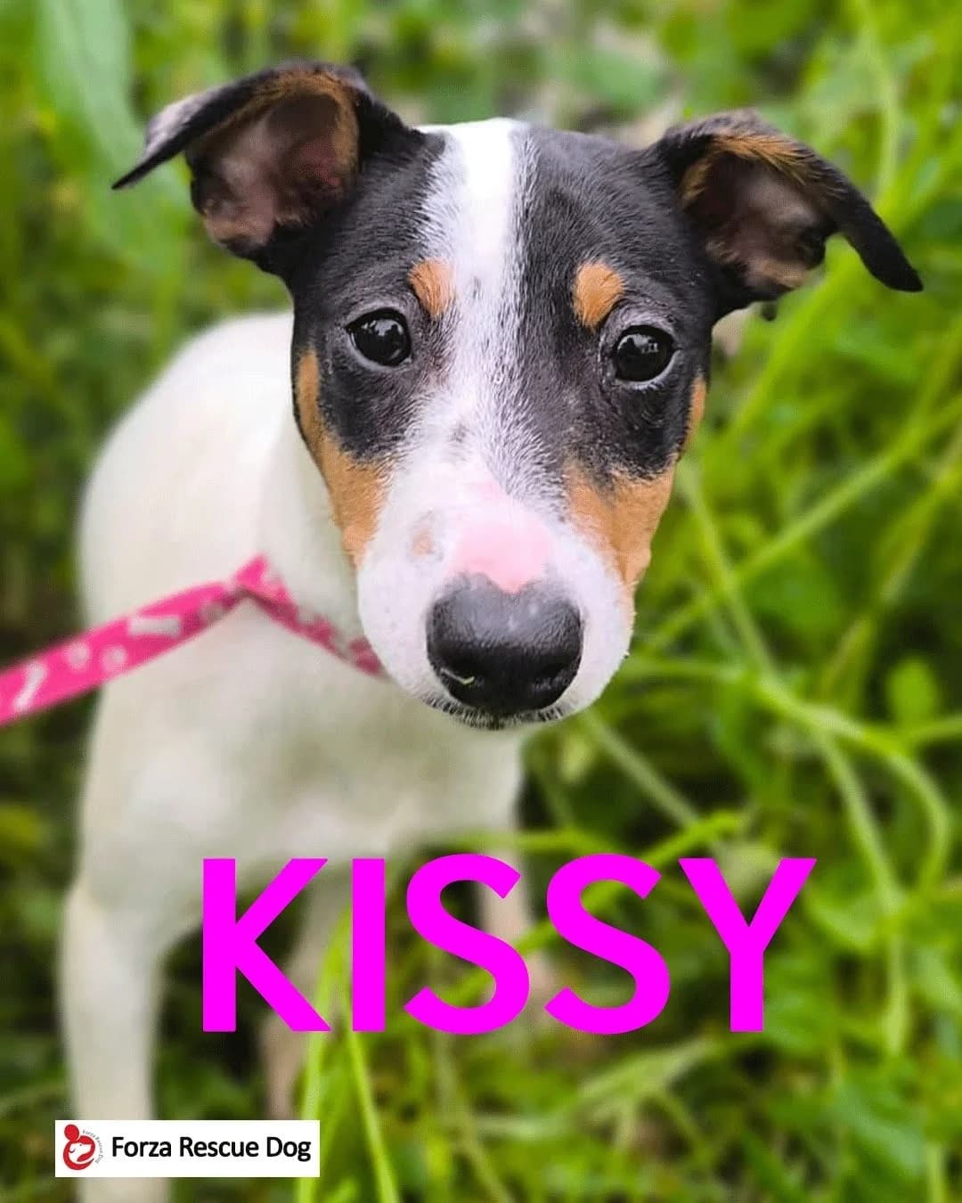 Amici in adozione –, young Mixed Breed for adoption at Forza RESCUE Dog