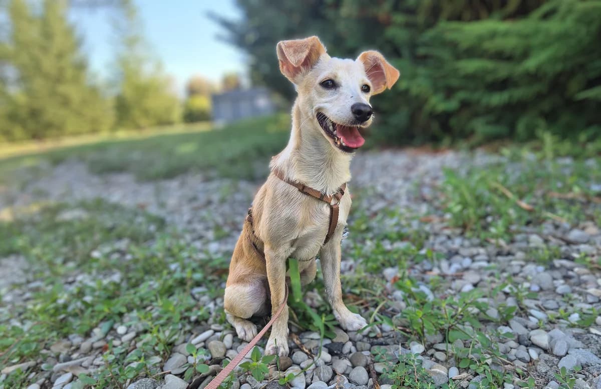 Alba, female puppy mixed breed for adoption at Fuori Le Zampe ODV, Bologna