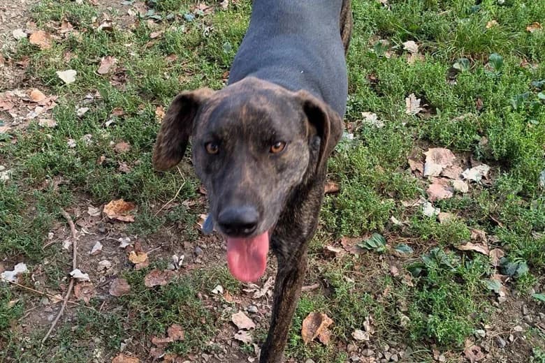 Baky, mixed breed for adoption at Fuori Le Zampe ODV, Bologna