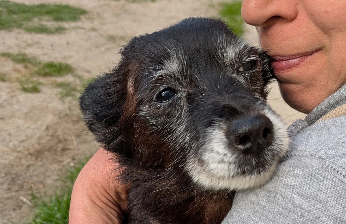 Benny, female senior mixed breed for adoption at Fuori Le Zampe ODV, Bologna