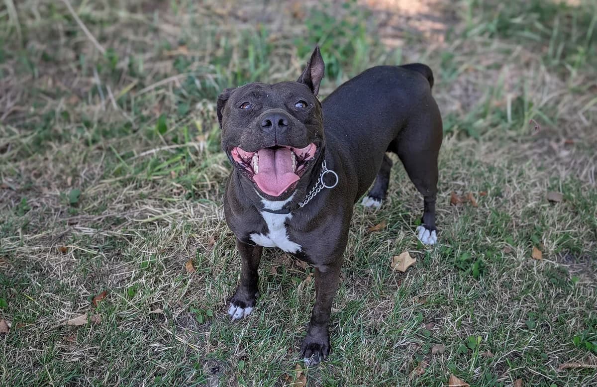 Luna, female 4yo American Staffordshire Terrier for adoption at Fuori Le Zampe ODV, Bologna