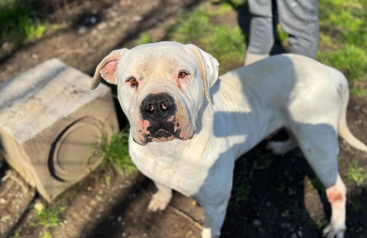 Roy, male senior mixed breed for adoption at Fuori Le Zampe ODV, Bologna