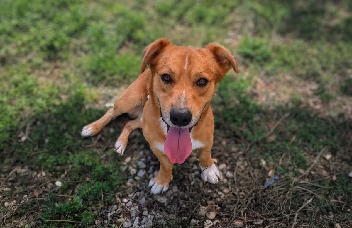 Vasco, male young mixed breed for adoption at Fuori Le Zampe ODV, Bologna