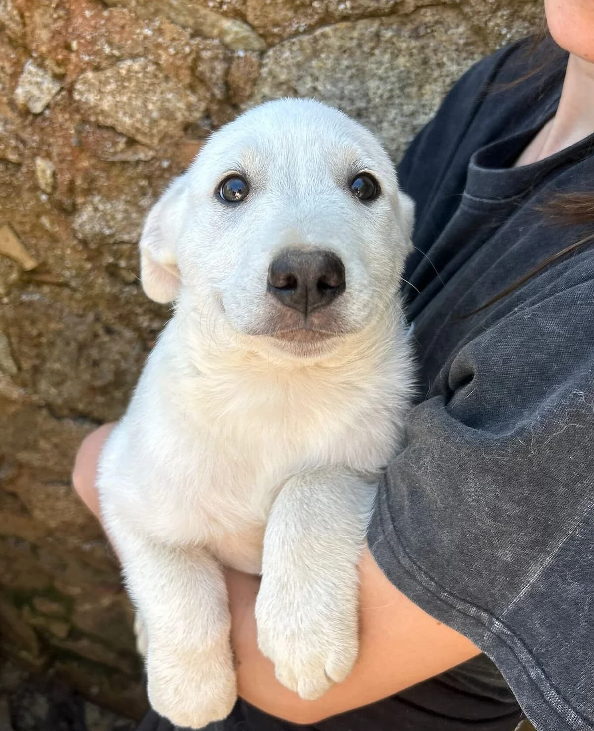 Argo, male puppy mixed breed for adoption at Furry Rescue Italy, Nazionale