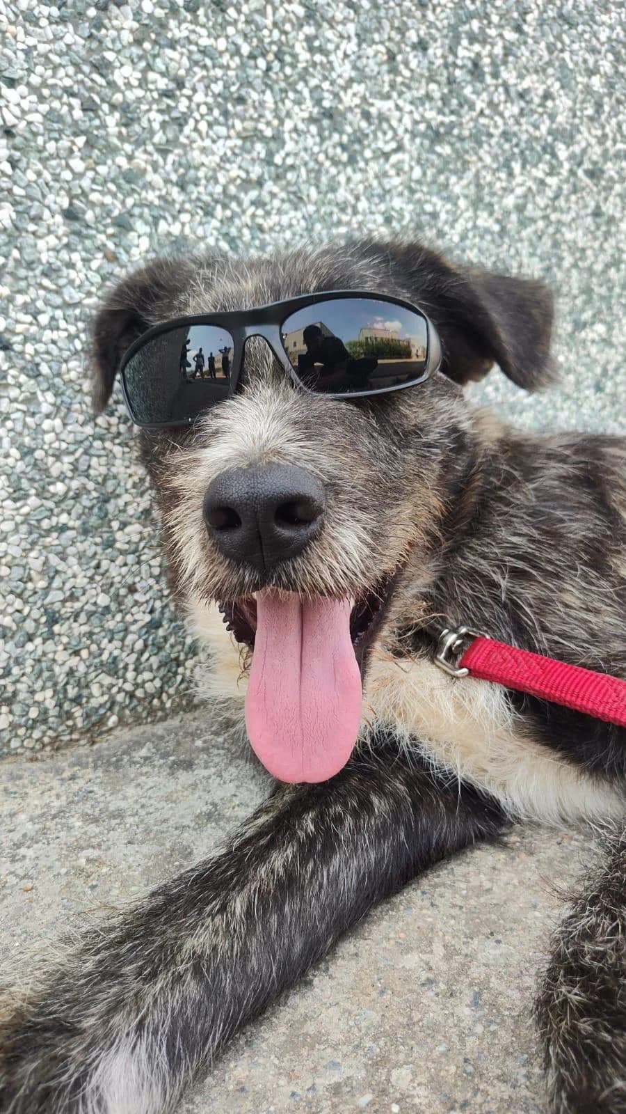 Balto, male young mixed breed for adoption at Furry Rescue Italy, Nazionale