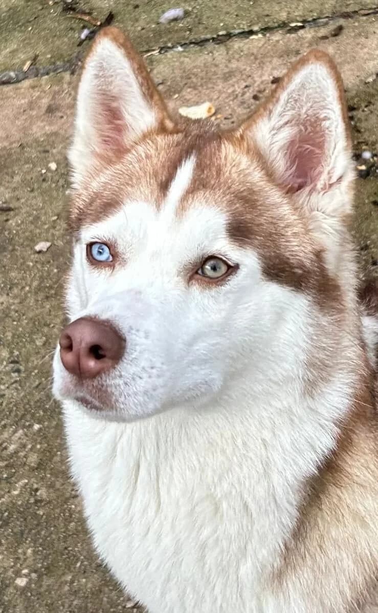 Nikita, female young Husky for adoption at Furry Rescue Italy, Nazionale