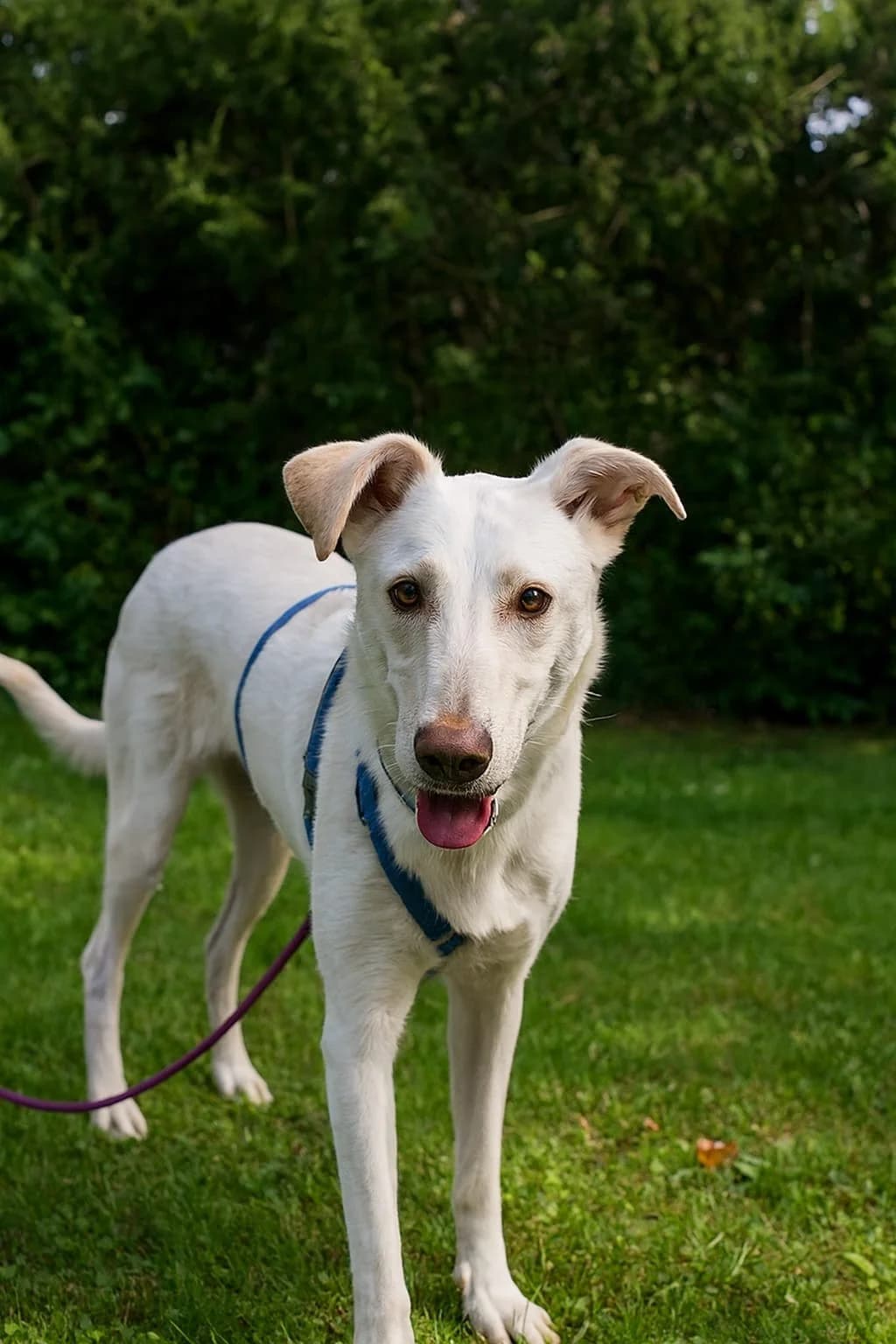 Pongo, male young Labrador Retriever for adoption at Furry Rescue Italy, Nazionale