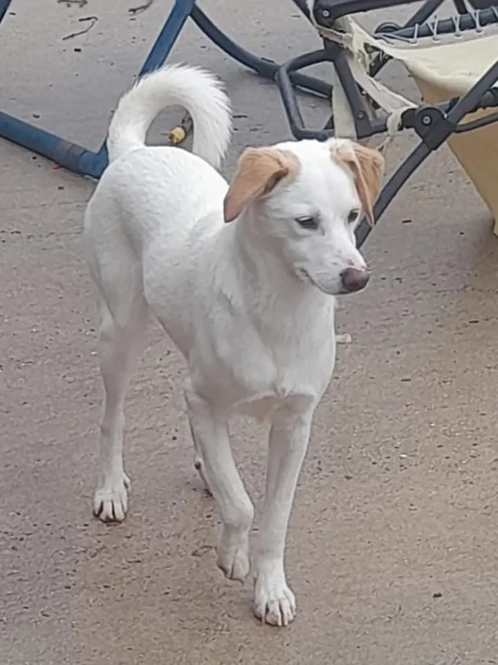 Frida, female young mixed breed for adoption at Furry Rescue Italy, Nazionale