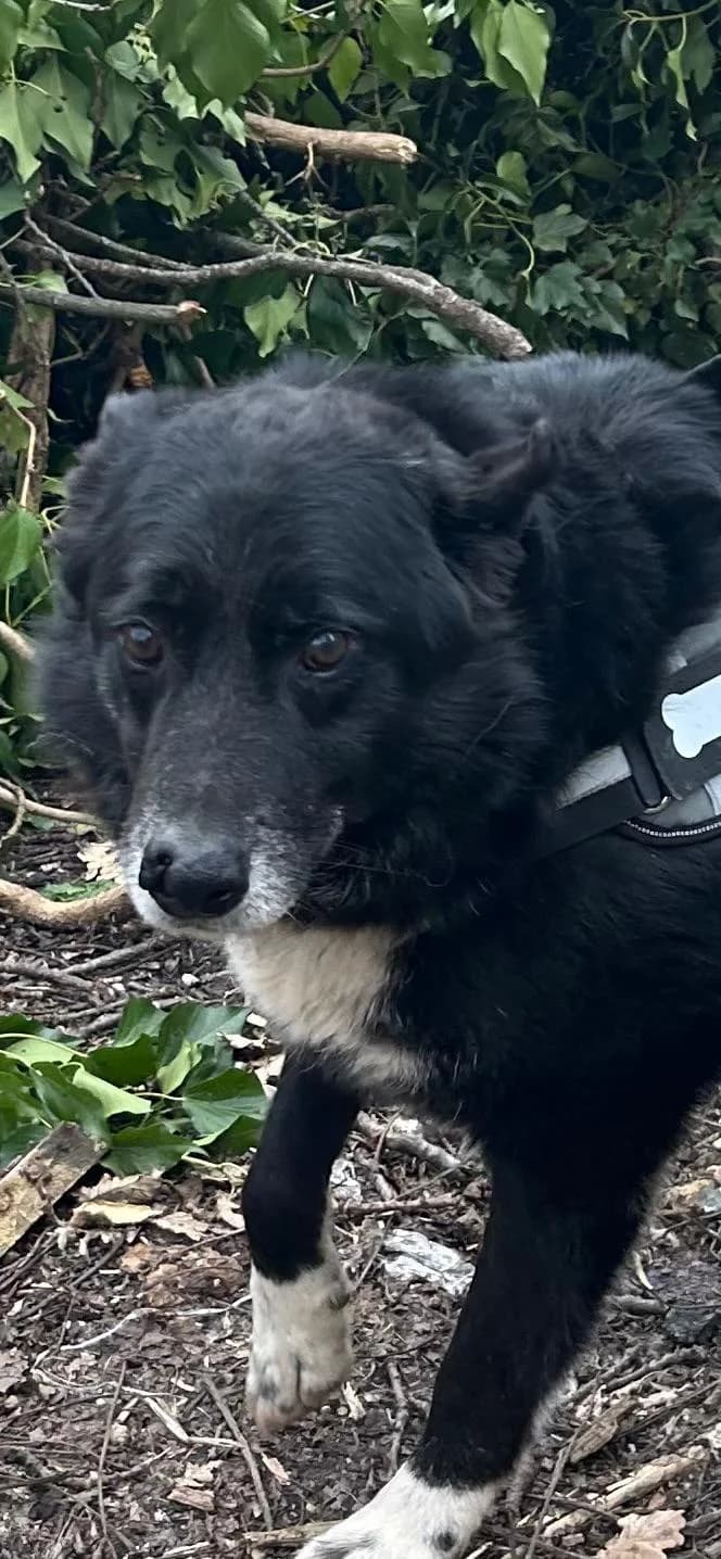 Lupo, male 6yo mixed breed for adoption at Furry Rescue Italy, Nazionale