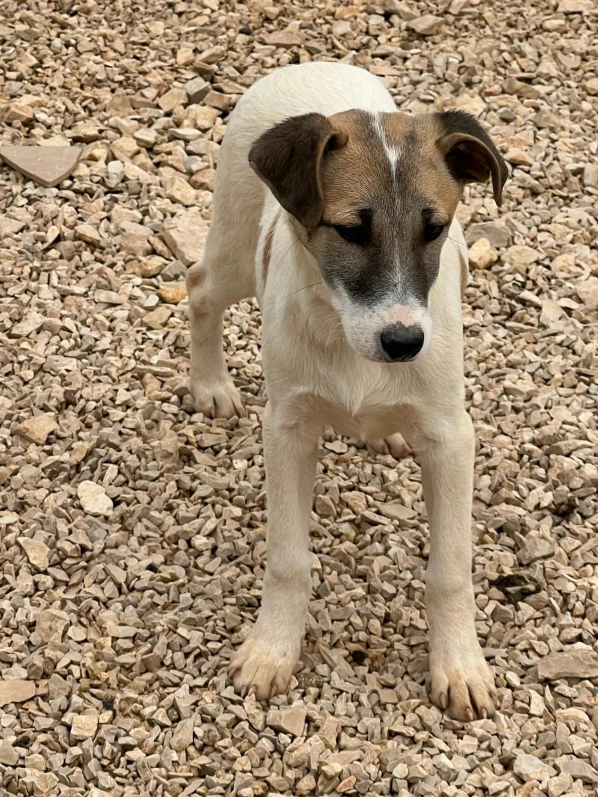 Astra, female young mixed breed for adoption at Furry Rescue Italy, Nazionale
