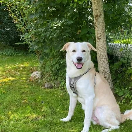 Berni, male 5yo Labrador Retriever for adoption at Furry Rescue Italy, Nazionale