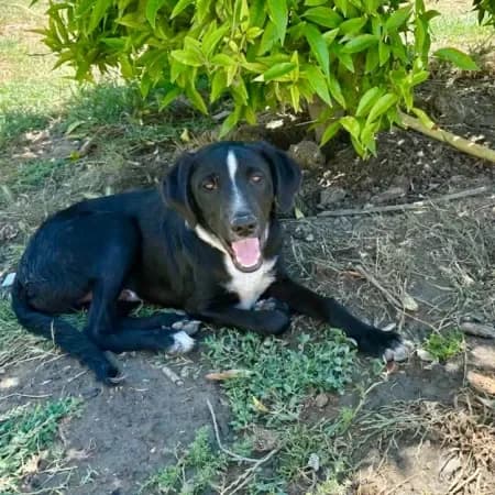 Tony, male young Labrador Retriever for adoption at Furry Rescue Italy, Nazionale