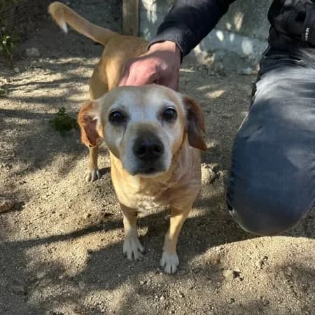 Whiskey, male senior mixed breed for adoption at Furry Rescue Italy, Nazionale