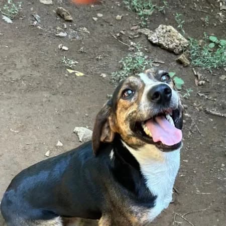 Capi, male 3yo Beagle for adoption at Furry Rescue Italy, Nazionale