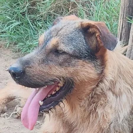 Cuky, male young mixed breed for adoption at Furry Rescue Italy, Nazionale