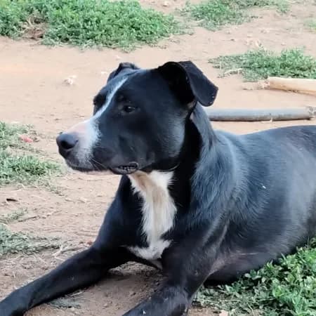 Max, male young mixed breed for adoption at Furry Rescue Italy, Nazionale