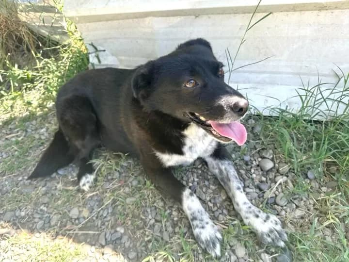 Sasha, female 4yo mixed breed for adoption at Furry Rescue Italy, Nazionale