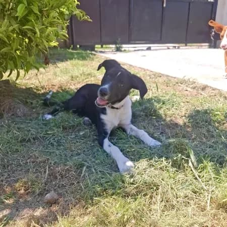 Siri, female young Labrador Retriever for adoption at Furry Rescue Italy, Nazionale