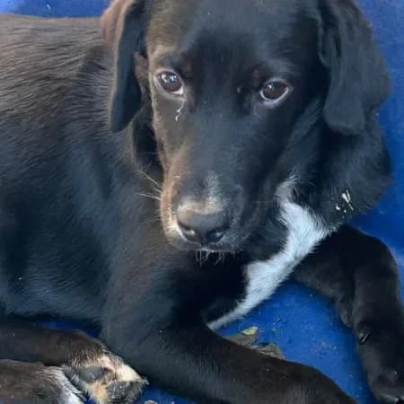 Leo, male puppy mixed breed for adoption at Furry Rescue Italy, Nazionale