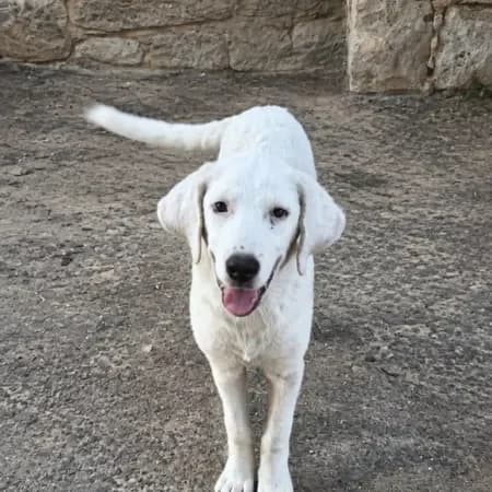 Minerva, female puppy Labrador Retriever for adoption at Furry Rescue Italy, Nazionale