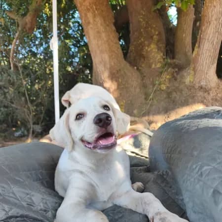 Ercole, male puppy Labrador Retriever for adoption at Furry Rescue Italy, Nazionale