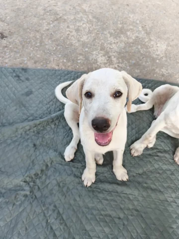 Jack, male puppy Labrador Retriever for adoption at Furry Rescue Italy, Nazionale
