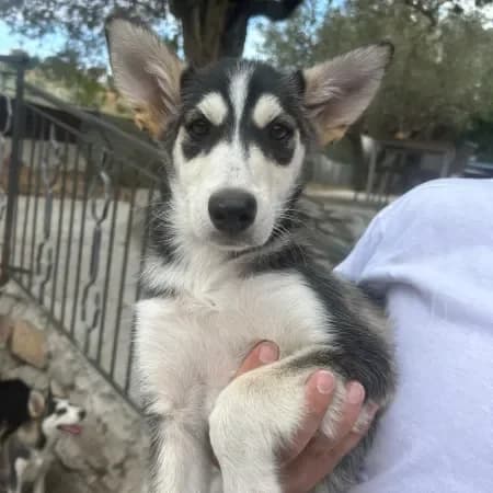 Atena, female puppy Husky for adoption at Furry Rescue Italy, Nazionale