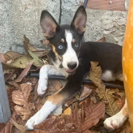 Kora, female puppy Husky for adoption at Furry Rescue Italy, Nazionale