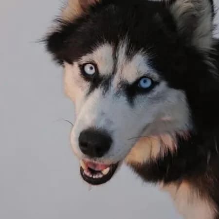 Sally, female young Husky for adoption at Furry Rescue Italy, Nazionale