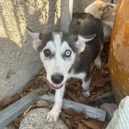Zeus, male puppy Husky for adoption at Furry Rescue Italy, Nazionale
