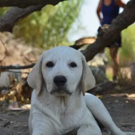 Ares, male young Labrador Retriever for adoption at Furry Rescue Italy, Nazionale