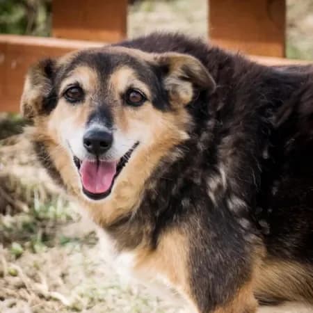 Mia, female 6yo mixed breed for adoption at Furry Rescue Italy, Nazionale