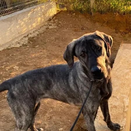 Hana, female 3yo Great Dane for adoption at Furry Rescue Italy, Nazionale