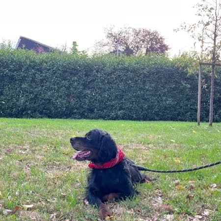 Gordon, male senior mixed breed for adoption at Furry Rescue Italy, Nazionale