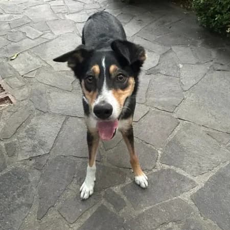 Mia, female 3yo mixed breed for adoption at Furry Rescue Italy, Nazionale