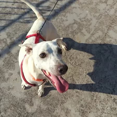 Pongo, male 3yo mixed breed for adoption at Furry Rescue Italy, Nazionale
