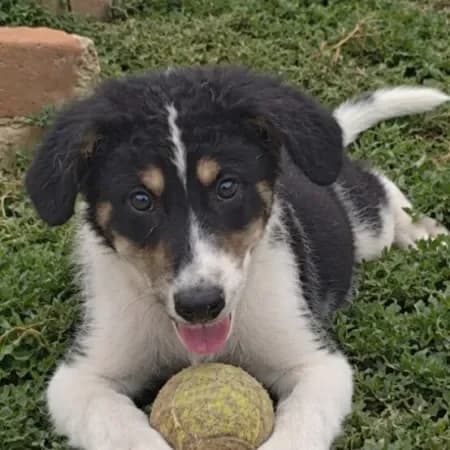 Leon, male puppy Border Collie for adoption at Furry Rescue Italy, Nazionale