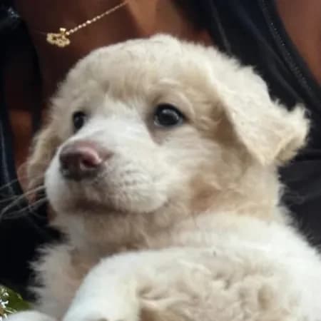 Tea, female puppy mixed breed for adoption at Furry Rescue Italy, Nazionale