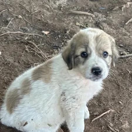 Rio, male puppy mixed breed for adoption at Furry Rescue Italy, Nazionale