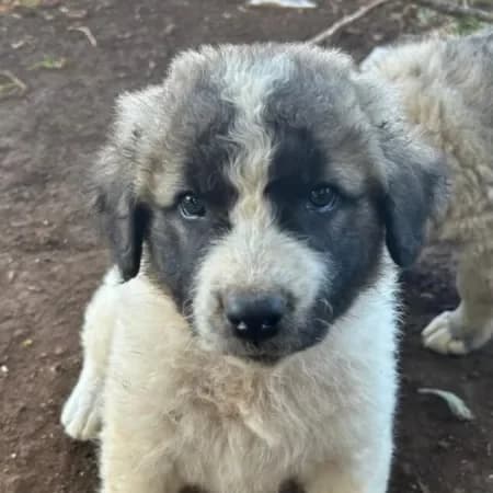 Milo, male puppy mixed breed for adoption at Furry Rescue Italy, Nazionale