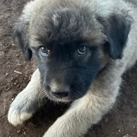 Bob, male puppy mixed breed for adoption at Furry Rescue Italy, Nazionale