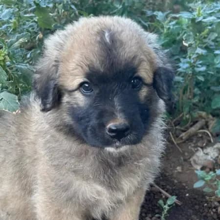 Balรน, male puppy mixed breed for adoption at Furry Rescue Italy, Nazionale