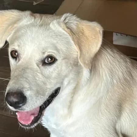 Teo, male young Labrador Retriever for adoption at Furry Rescue Italy, Nazionale