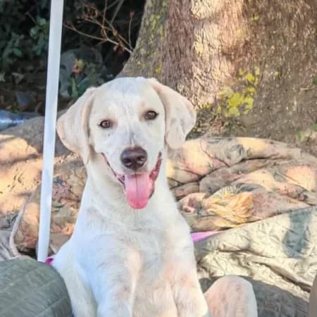 Ciccio, male puppy Labrador Retriever for adoption at Furry Rescue Italy, Nazionale