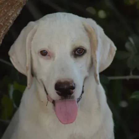 Cleopatra, female puppy Labrador Retriever for adoption at Furry Rescue Italy, Nazionale